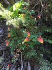 Aquilegia elegantula
