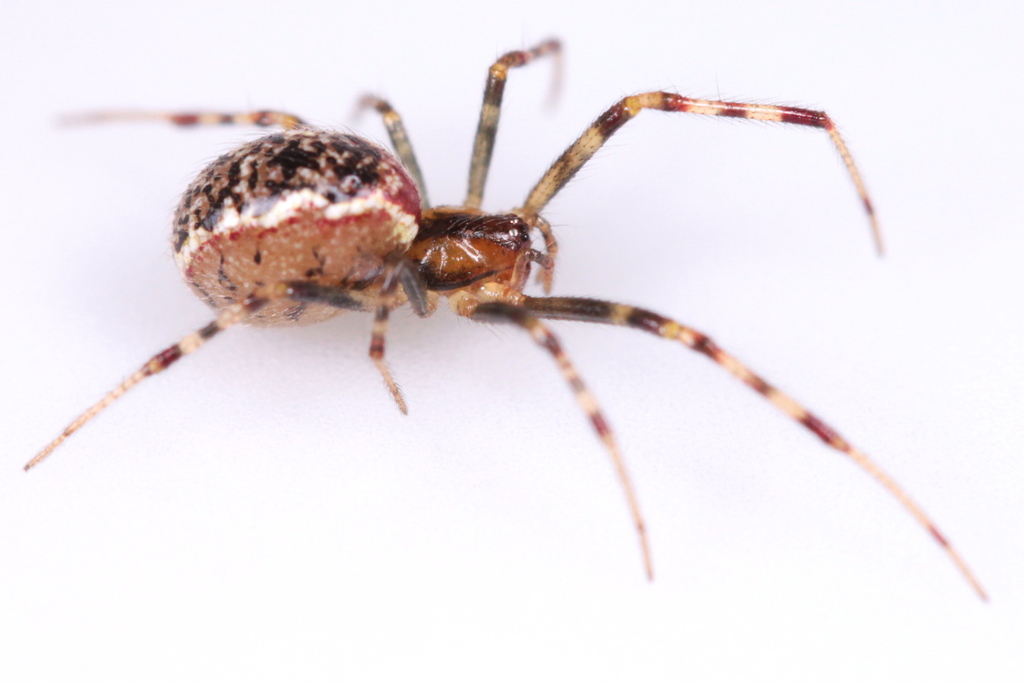 Anelosimus pantanal