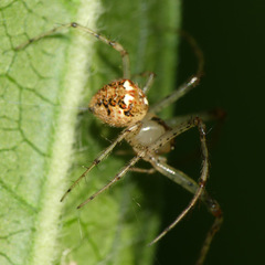 Mimetus puritanus