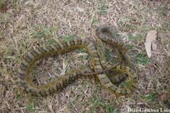 Senticolis triaspis triaspis