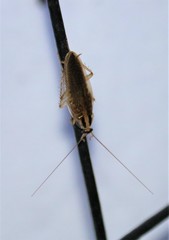 Blattella vaga