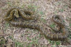 Senticolis triaspis triaspis