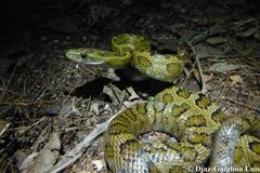 Senticolis triaspis triaspis