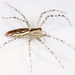 Arañas Lince Verdes - Photo (c) Ivan Magalhaes, algunos derechos reservados (CC BY-NC)