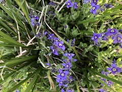 Veronica copelandii