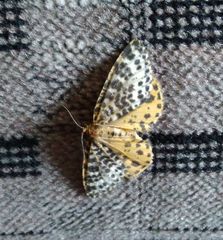 Arichanna melanaria