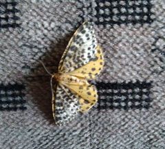 Arichanna melanaria