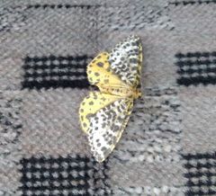 Arichanna melanaria