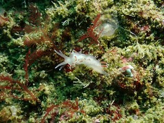 Coryphella