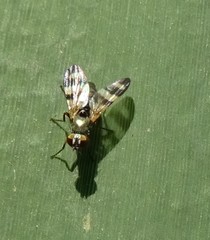 Chaetopsis massyla