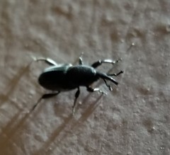 Cosmopolites sordidus