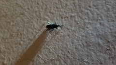 Cosmopolites sordidus