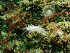 Coryphella