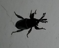 Cosmopolites sordidus