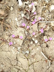 Limonium virgatum