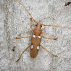 Eburia quadrigeminata