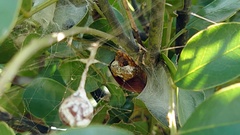 Mastophora cornigera