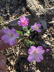 Epilobium siskiyouense