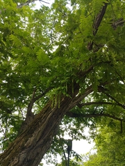 Pterocarya fraxinifolia