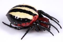 Alpaida quadrilorata