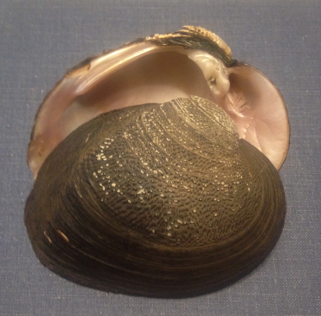 Popenaiadini