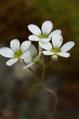 Saxifraga granulata