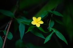 Haplophyton cimicidum