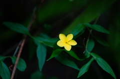 Haplophyton cimicidum