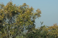 Ptaeroxylon obliquum