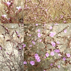 Limonium virgatum