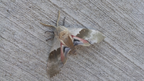 Pachysphinx modesta