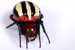 Alpaida quadrilorata