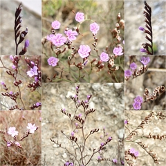 Limonium virgatum