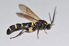 Metopius pollinctorius