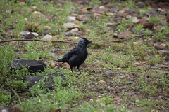 Corvus monedula
