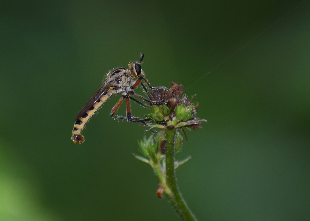 Scylaticus indicus