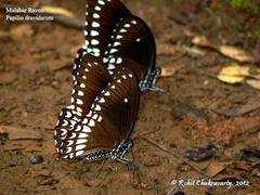Papilio dravidarum