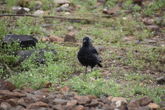 Corvus monedula