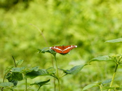 Lebadea martha martha