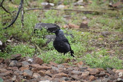 Corvus monedula