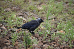 Corvus monedula