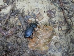 Carabus scheidleri