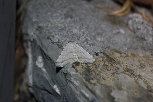 Macaria octolineata