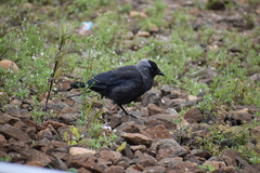Corvus monedula