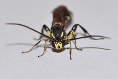 Metopius pollinctorius