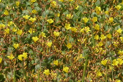 Hypericum elodes
