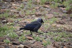 Corvus monedula