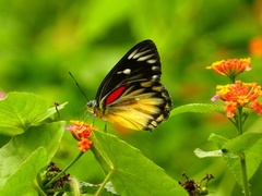 Delias descombesi