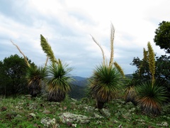 Nolina durangensis