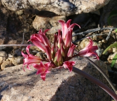 Allium parishii
